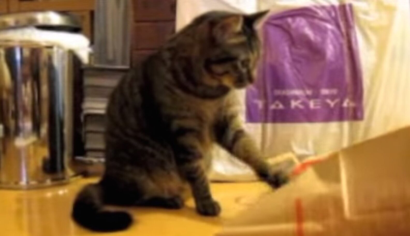 8 Imaginative Cats Who Don't Need Toys To Be Entertained The Dodo