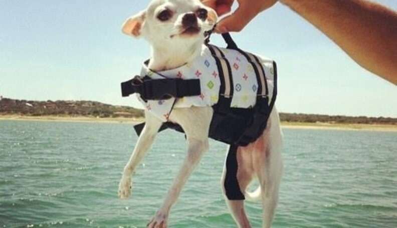 Life jacket for outlet chihuahua