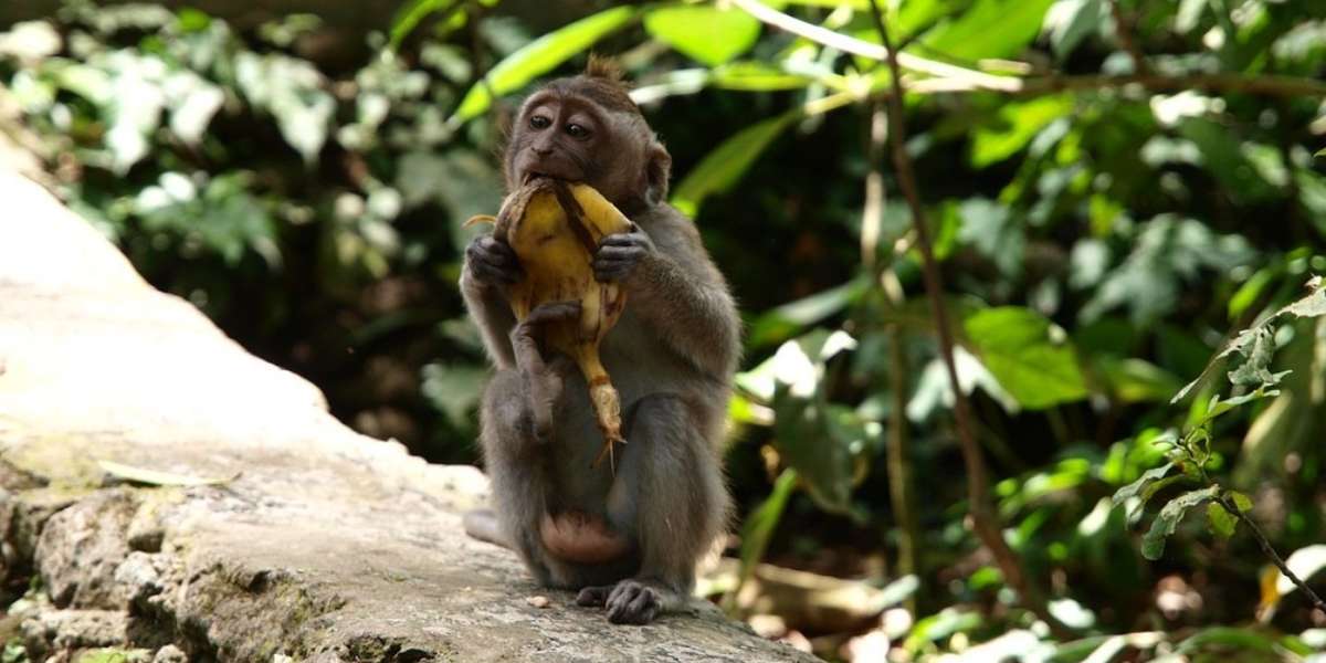 Bananas Are Unhealthy For Monkeys, Say Nutritionists The Dodo