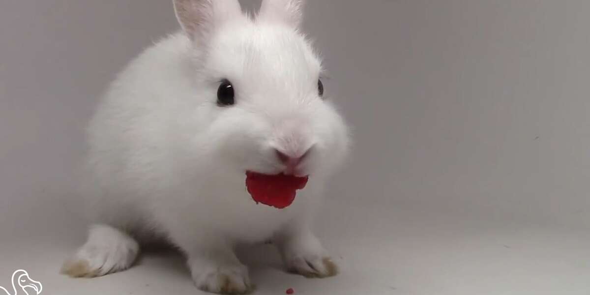 WATCH Bunnies Eating Berries (Backwards) The Dodo