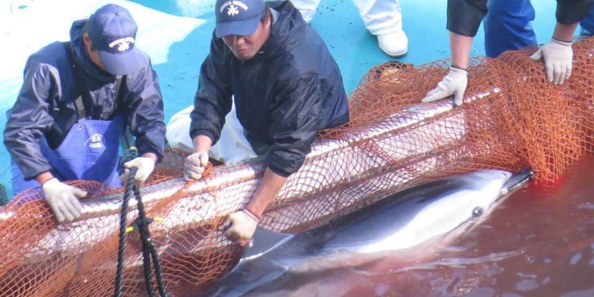 Massive Annual Dolphin Slaughter Starts Once Again The Dodo