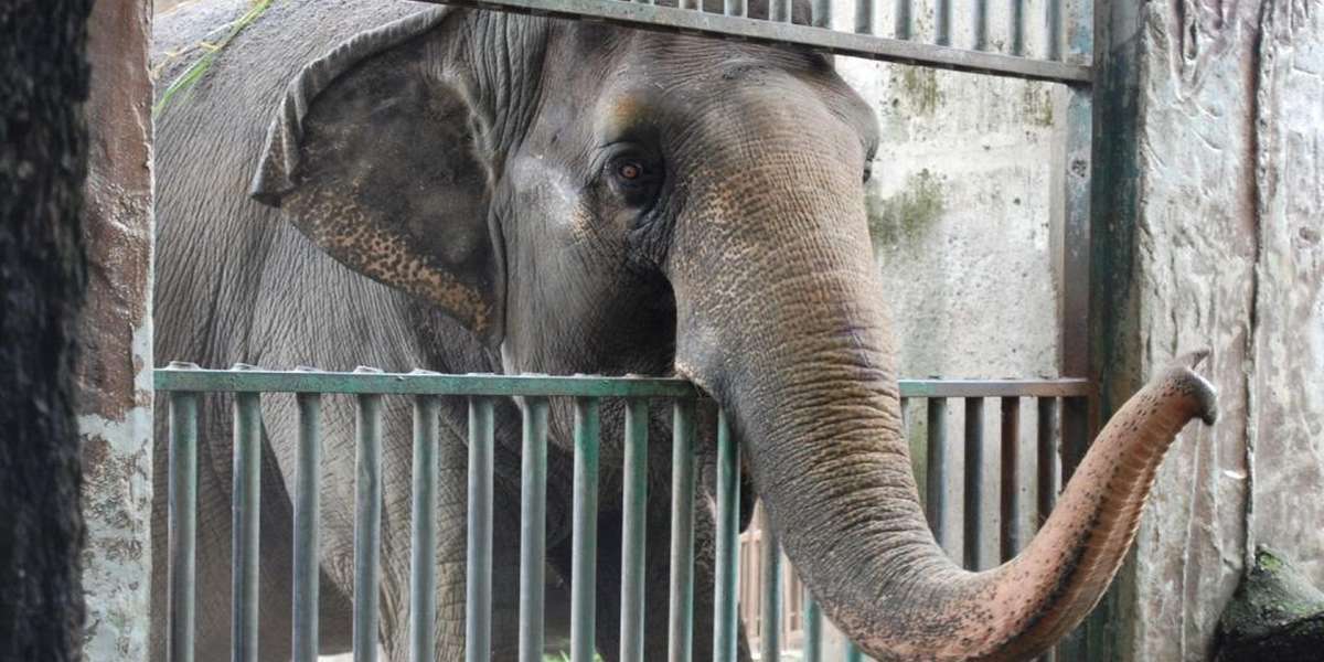 Mali The Elephant Has Lived Alone In Zoo For 40 Years - The Dodo