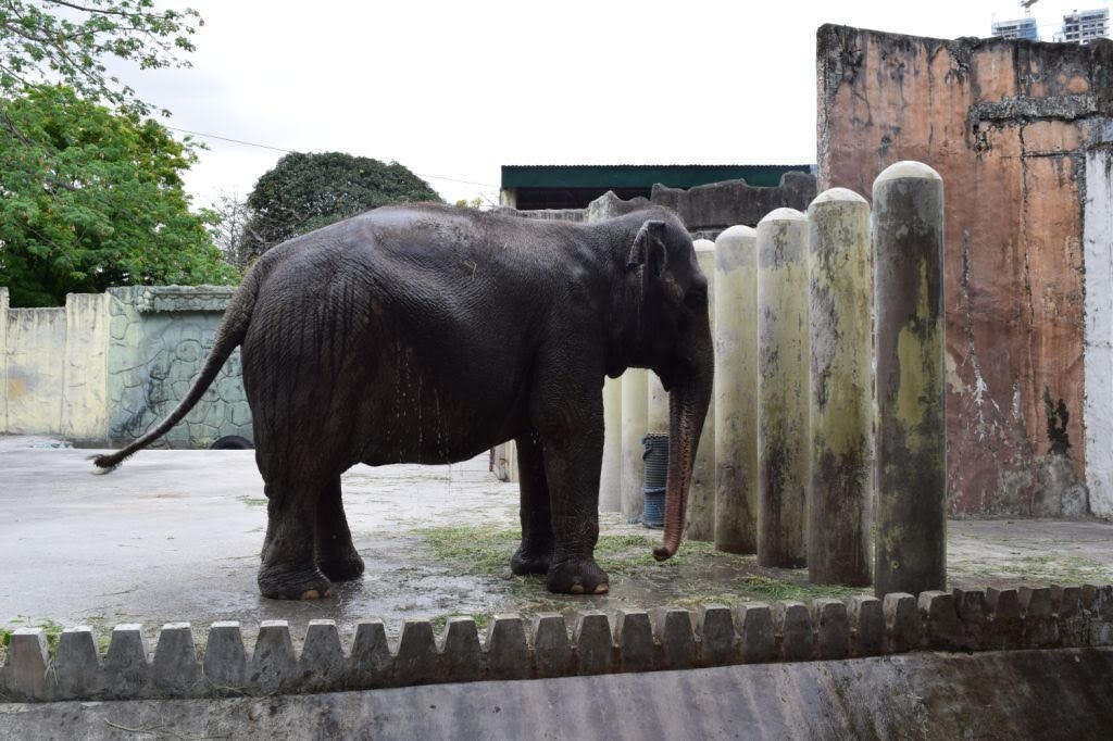 Mali the elephant in her concrete enclosure at the Manila Zoo