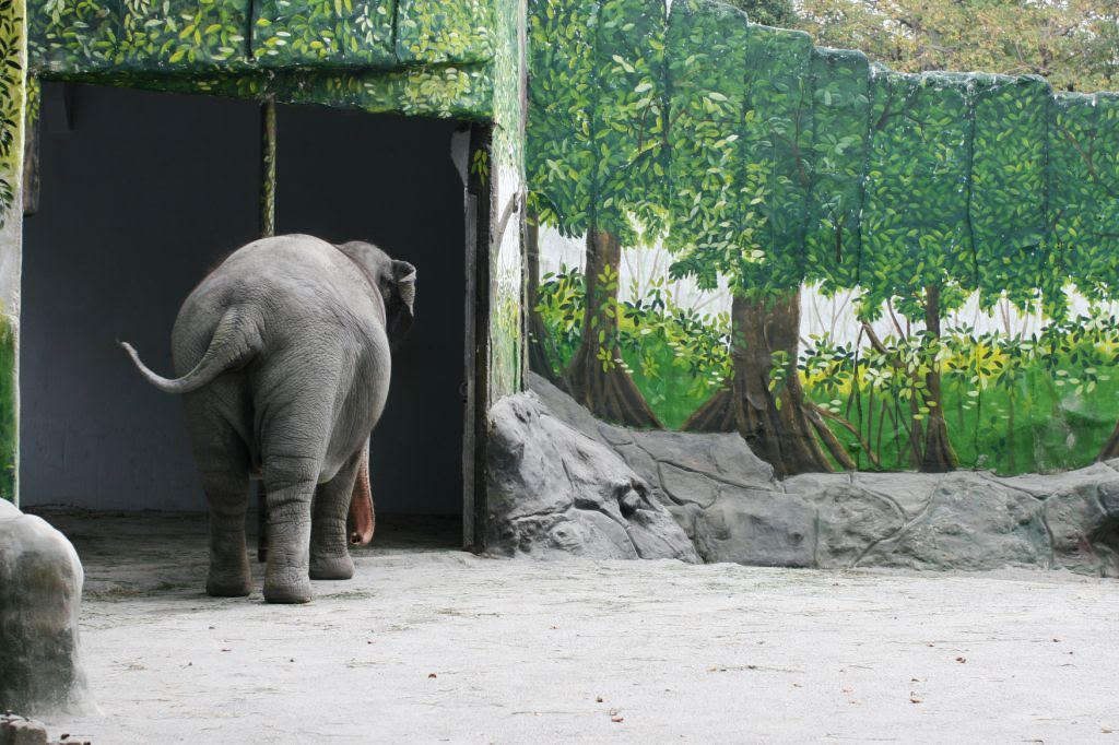 Mali the elephant in her concrete enclosure at the Manila Zoo