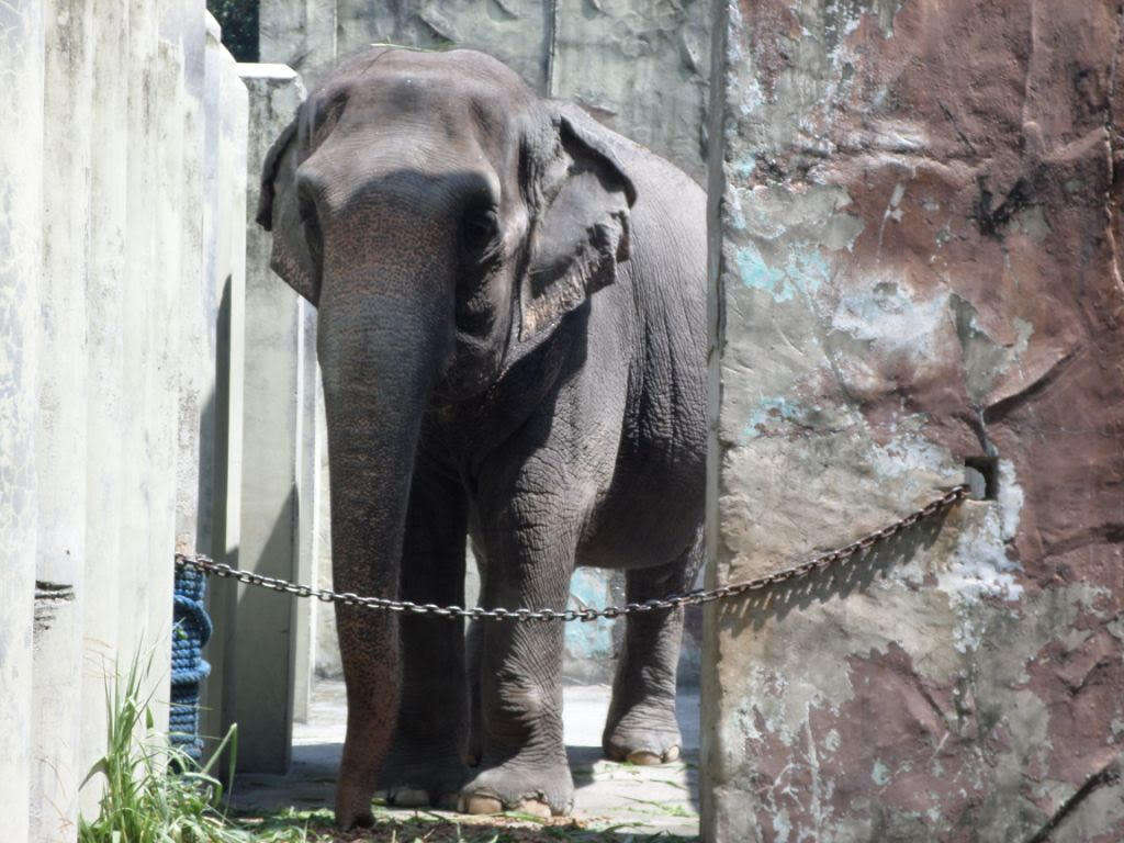 Mali the elephant in her concrete enclosure at the Manila Zoo