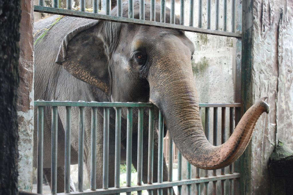 Mali the elephant in her concrete enclosure at the Manila Zoo