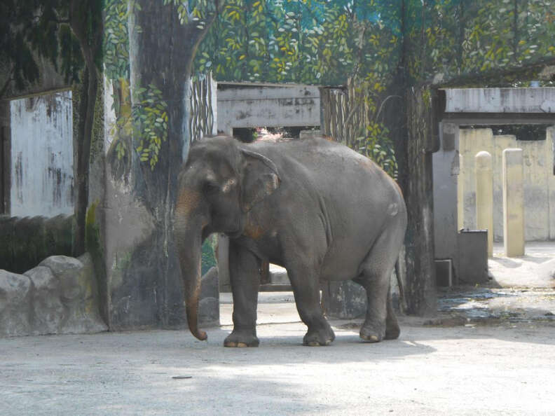 Mali the elephant in her concrete enclosure at the Manila Zoo