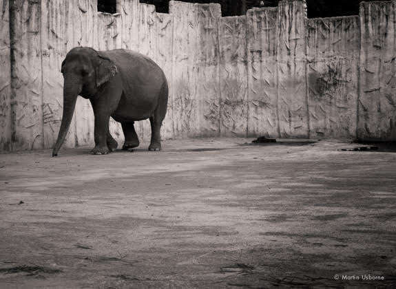 Mali the elephant in her concrete enclosure at the Manila Zoo