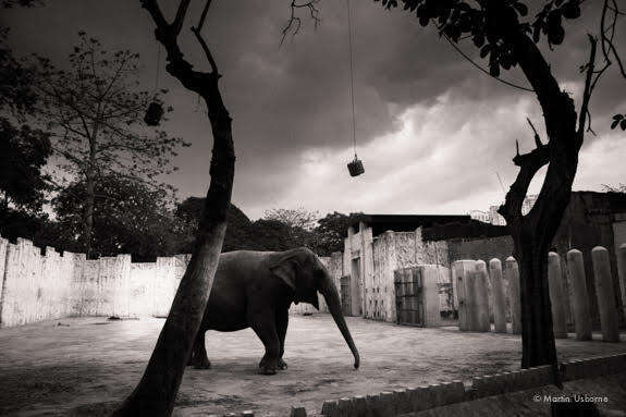 Mali the elephant in her concrete enclosure at the Manila Zoo