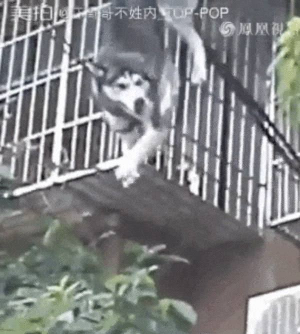 Husky Falls Off Building And Lands In The Luckiest Spot - The Dodo