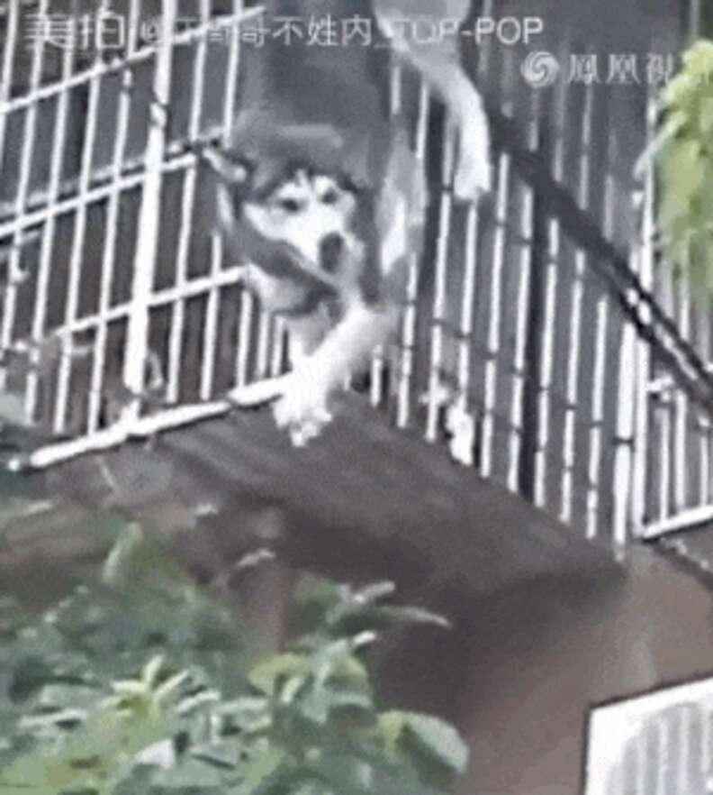 Husky best sale climbing fence