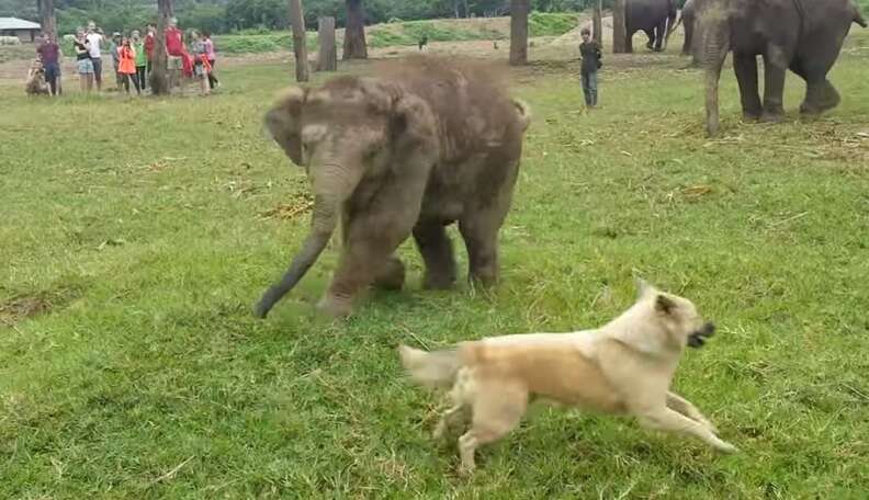 BaƄy Elephant Chases Dog As Fast As His Squat Little Legs Can Go - The Dodo