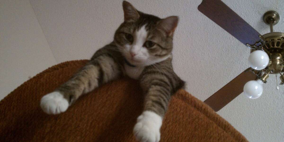 Pet Peeves Answers To Some Common Pet Behaviors The Dodo