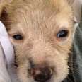 Puppy rescued from Sewer and rejoined with family