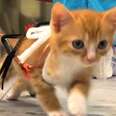 Kitten Swims And Exercises So He Can Run Like Everyone Else