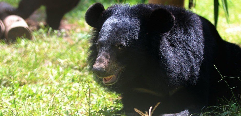 Blind Bear Trapped In Cage Gains His Freedom … And Sight - The Dodo