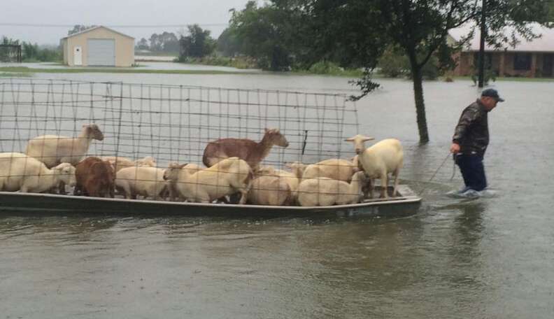People Are Risking Their Lives To Save Animals From Louisiana Floods - The  Dodo
