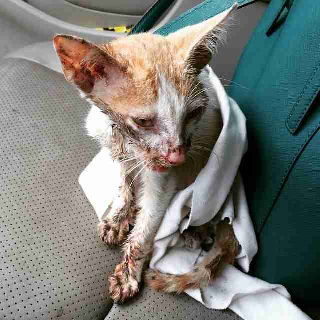Cat Found On Side Of Road Looks Completely Different Now ...