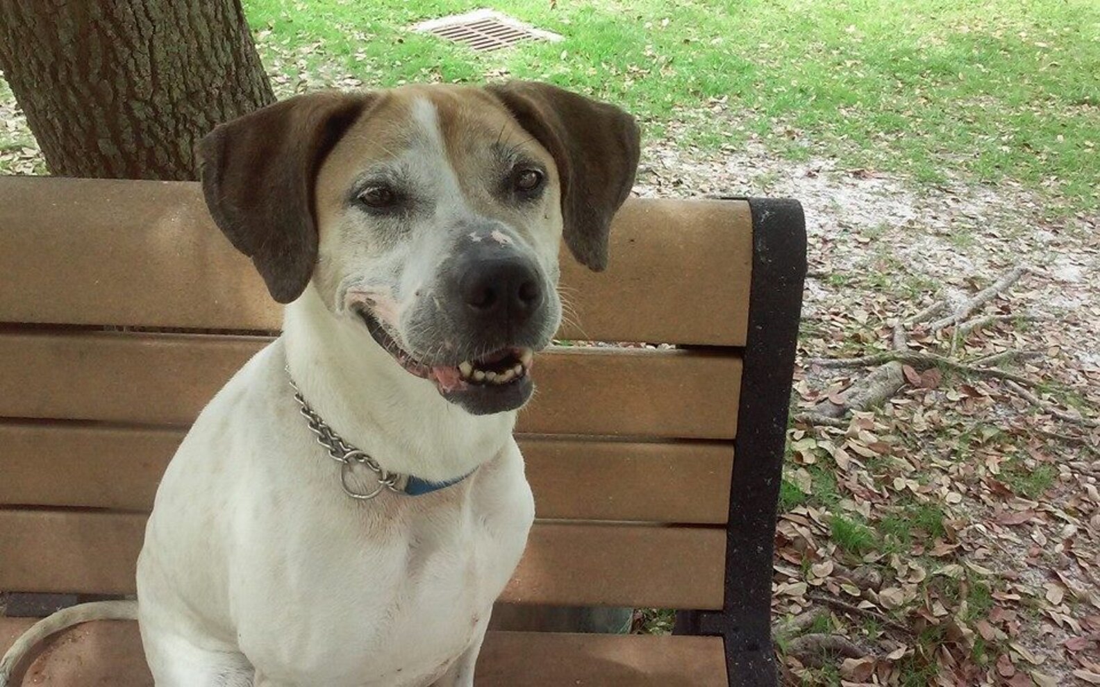 Shelter Dog Gets Out For A Day To Do All Her Favorite