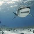 Epic Shark Diving Expeditions