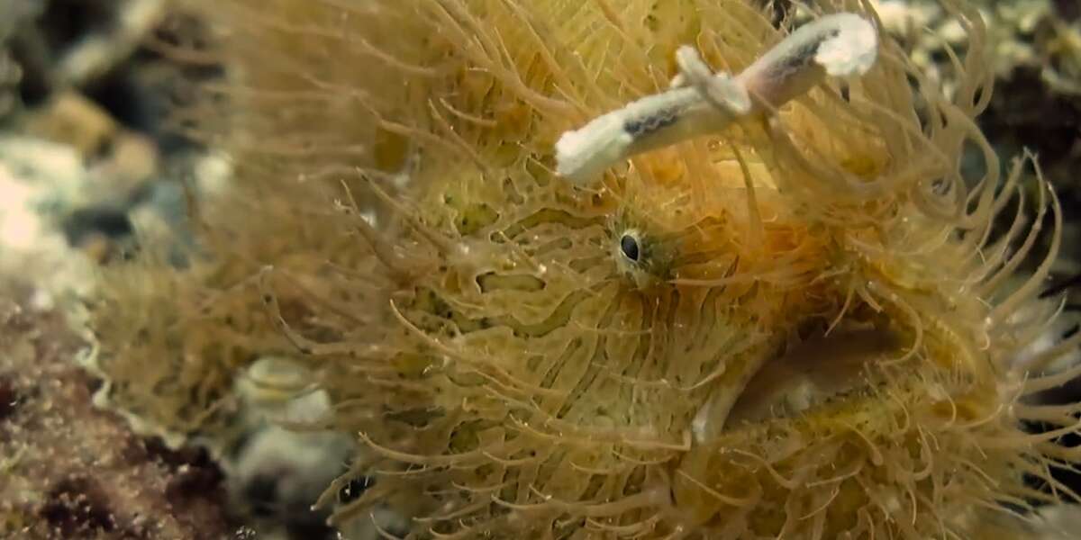 This Fish Looks Like He's Covered In Hair The Dodo