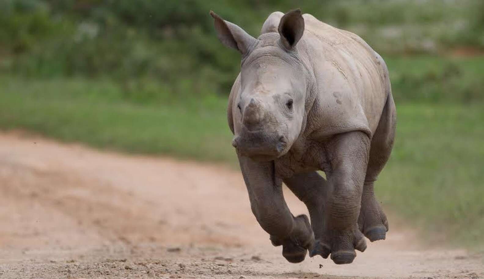 Rhino Miracle Baby Spotted 'Smiling' While Out With Mom - The Dodo