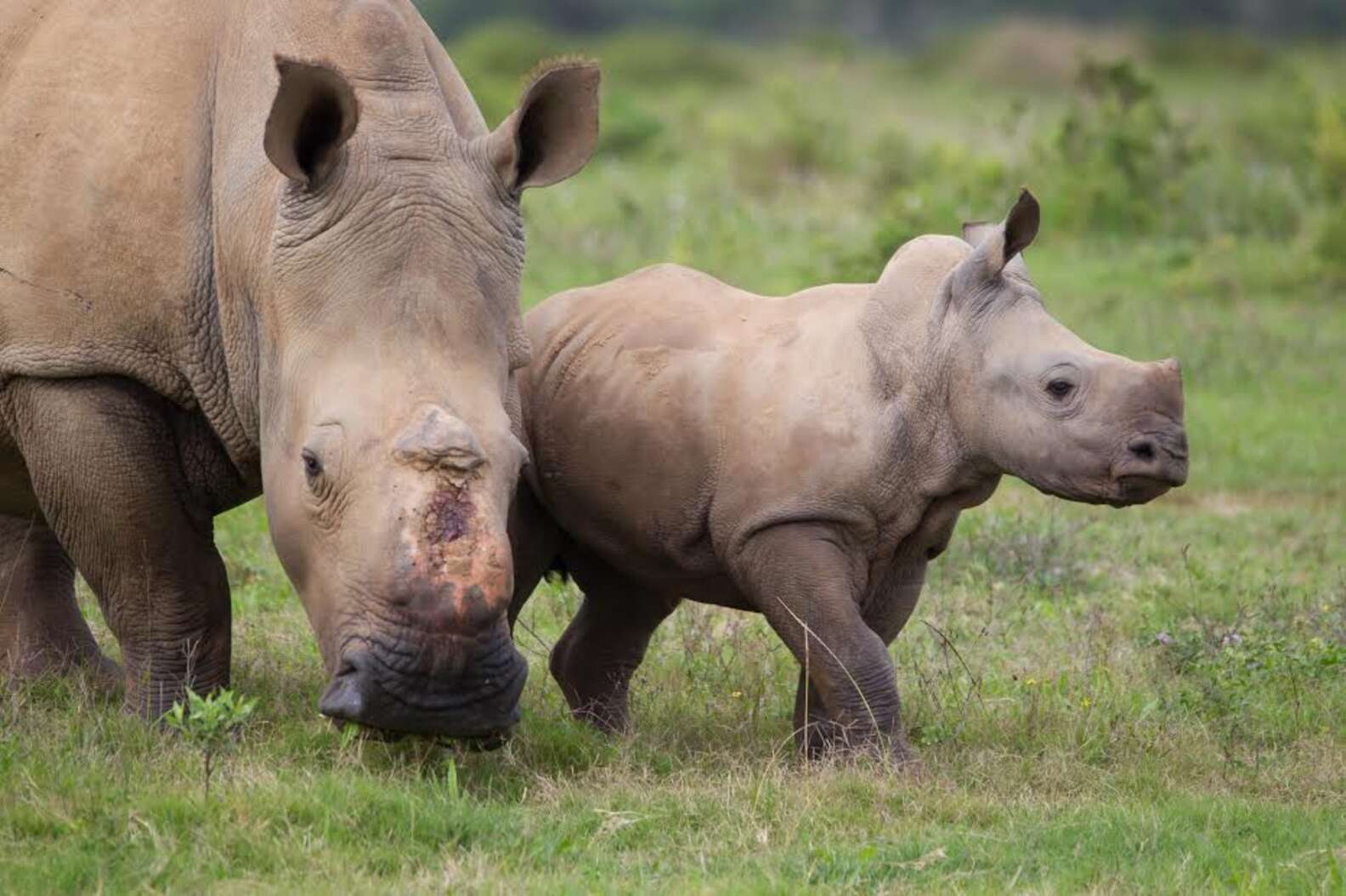 Rhino Miracle Baby Spotted 'Smiling' While Out With Mom - The Dodo