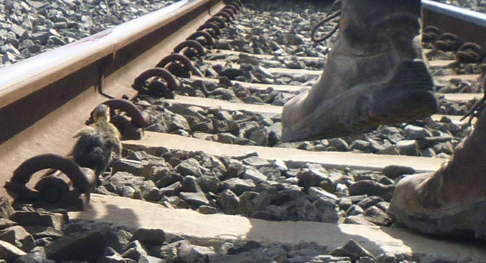 6 ducklings rescued from train tracks
