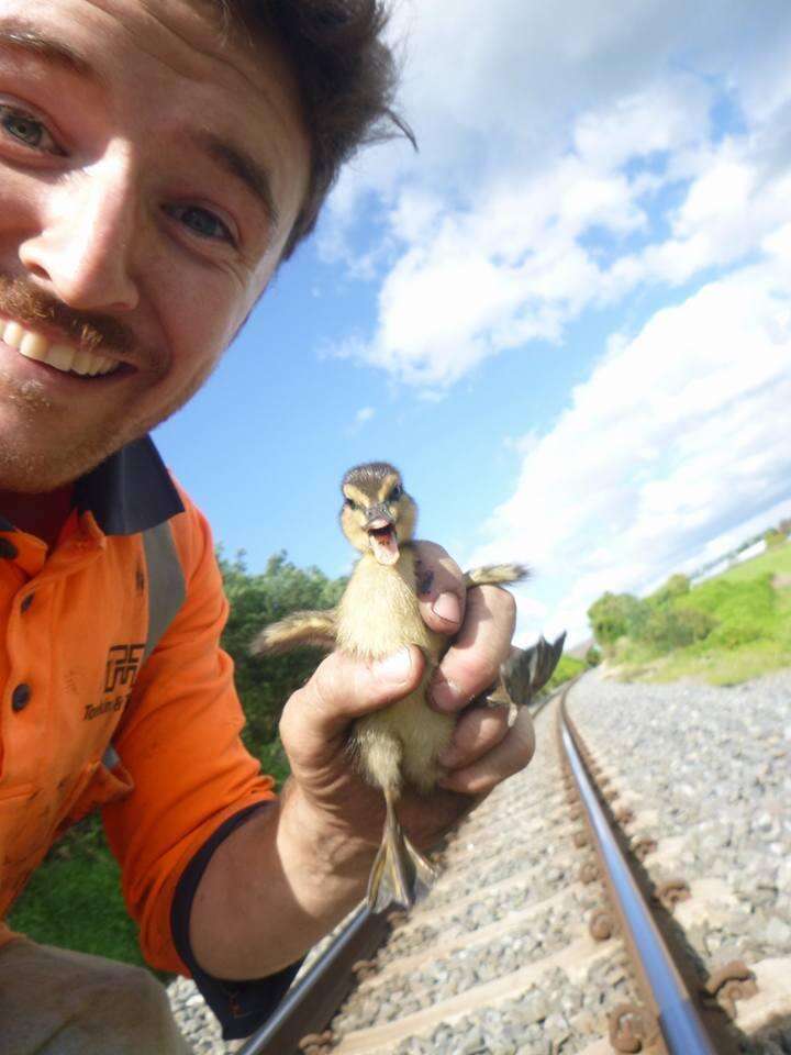 6 ducklings rescued from train tracks