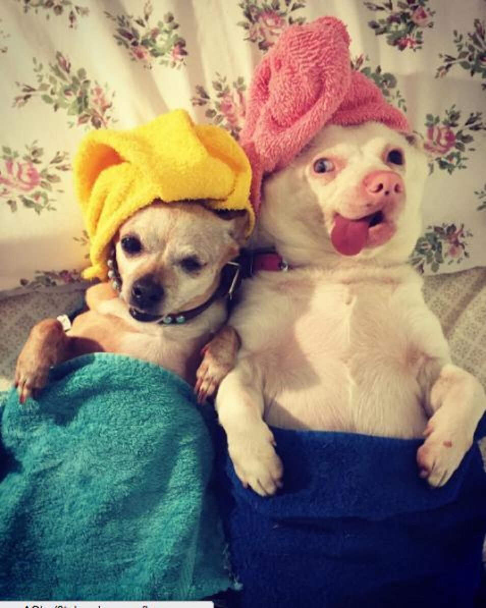 Dog Rescued From Backyard Breeder Looks Like No One Else On Earth The