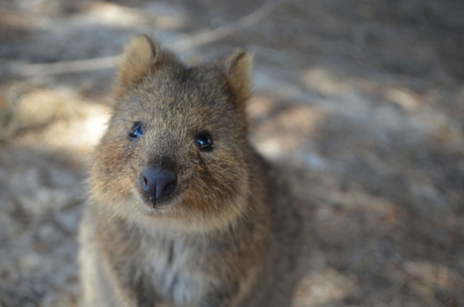 Smiling Quokka Has BIG Surprise For World To See - The Dodo