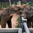 Depressed Elephant Couldn't Even Sleep — Until She Made A New Friend