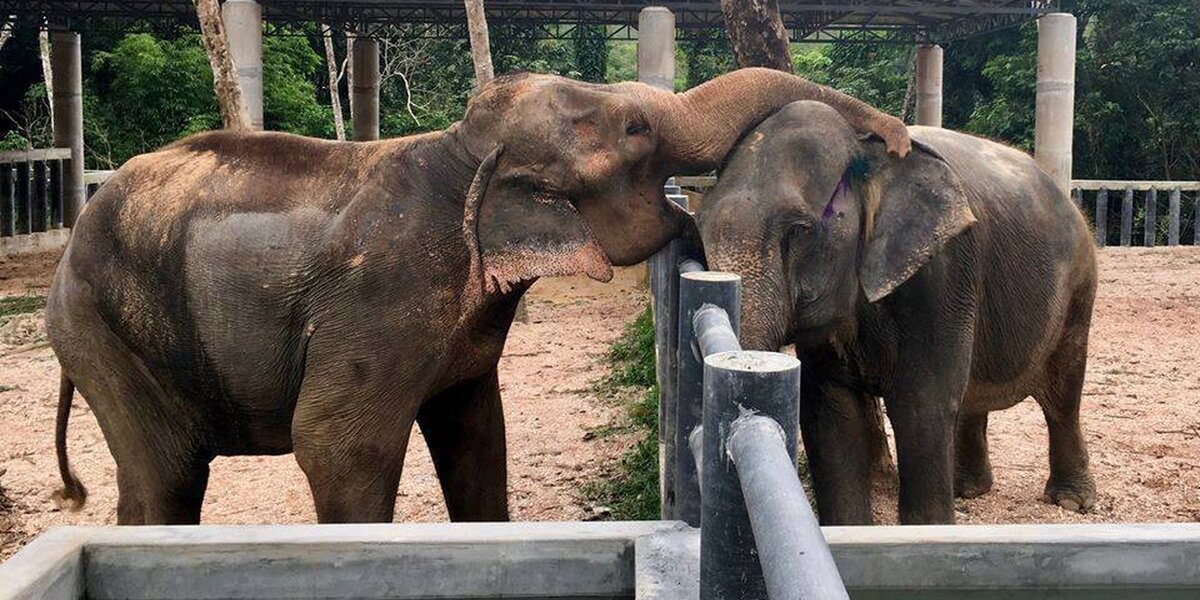 Depressed Elephant Couldn't Even Sleep — Until She Made A New Friend ...