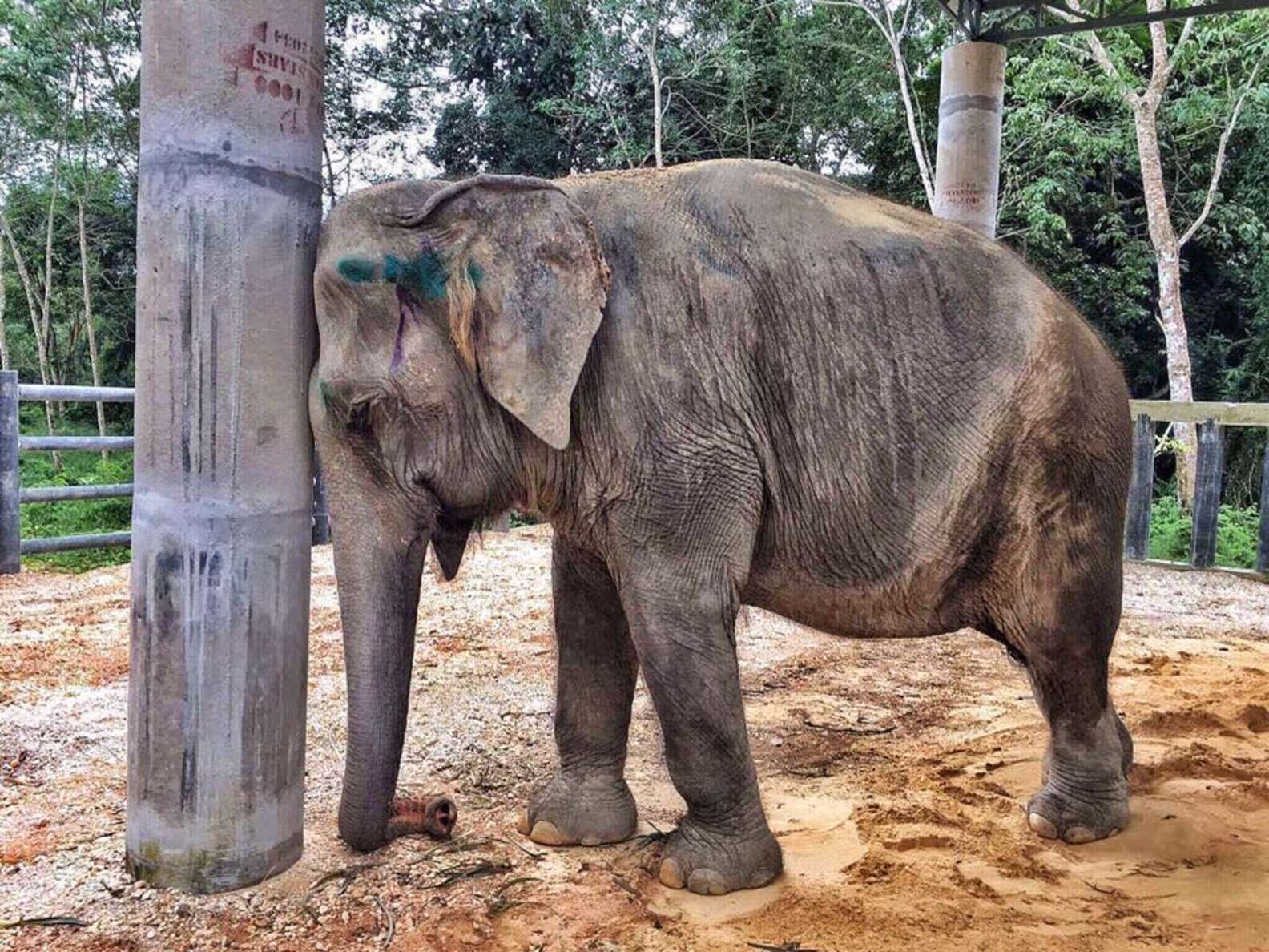 Depressed Elephant Couldn't Even Sleep — Until She Made A New Friend