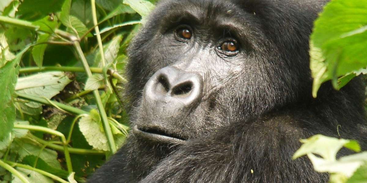 Can One Documentary Save The Last Of The Mountain Gorillas In Virunga