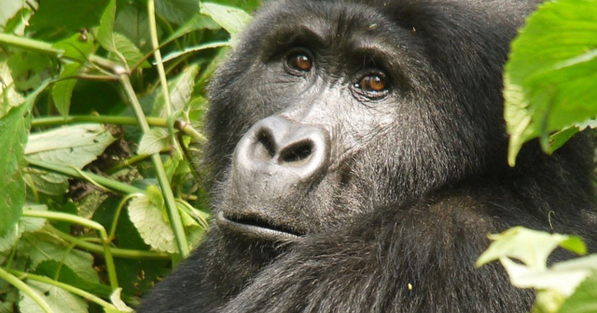 Can One Documentary Save The Last Of The Mountain Gorillas In Virunga