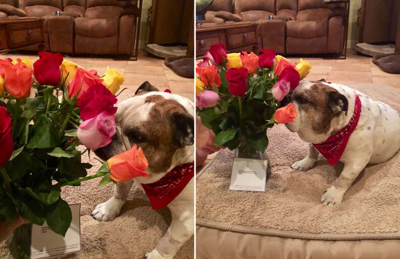 husband sends dog flowers