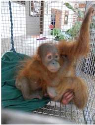  Baby Orangutan Rescued From Chicken Coop Finds A Friend 