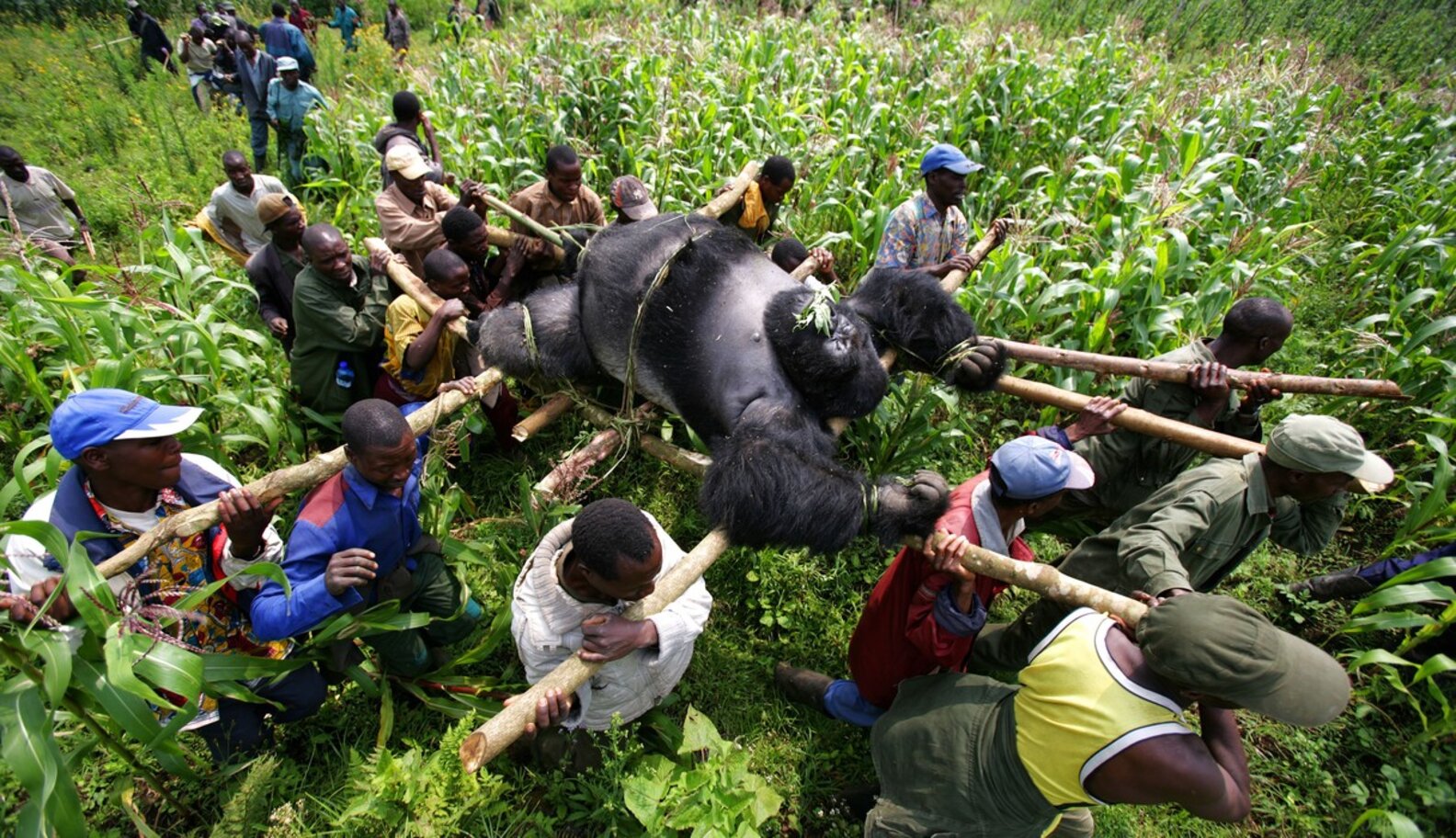 The Story Behind This Gorilla Photo Will Shatter Your Heart The Dodo