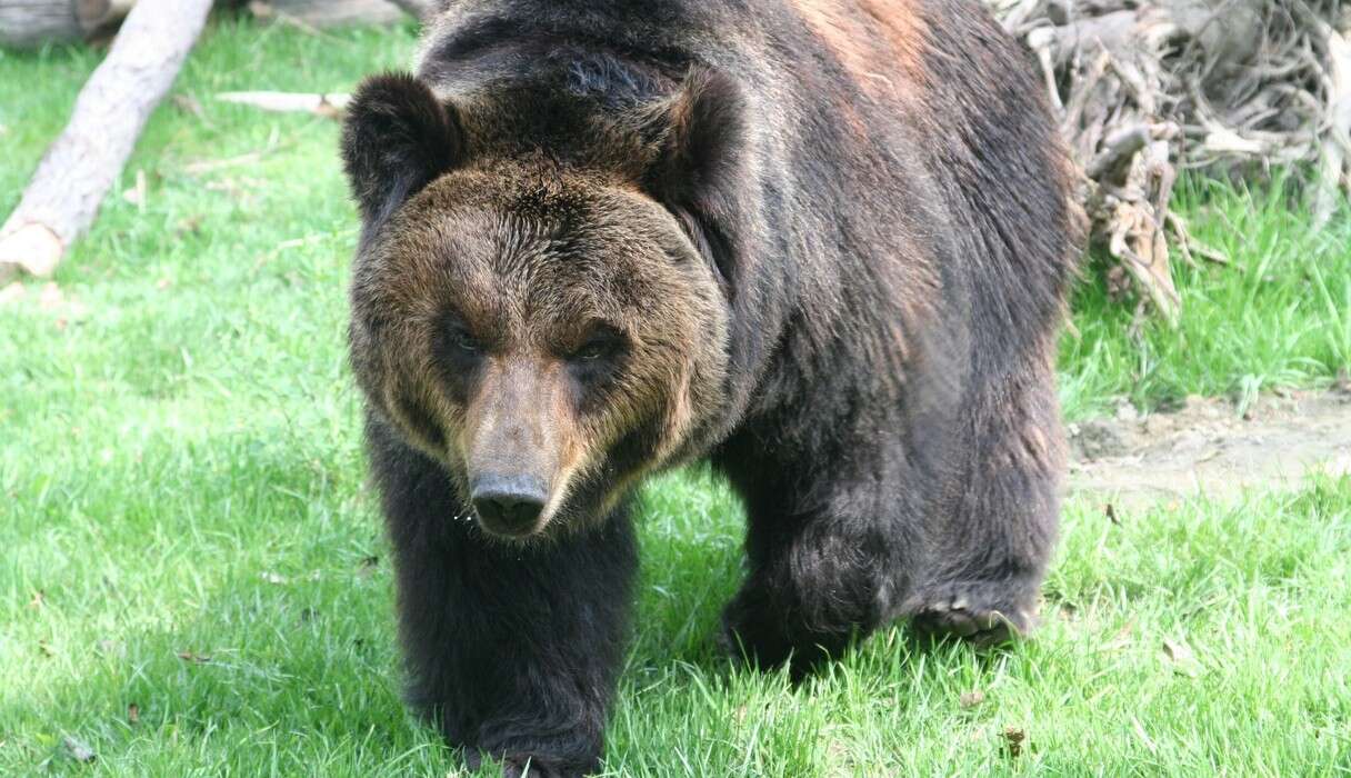 👿FAKE BEAR BEAR. BEWARE OF FAKE - Thermal Grizzly Malaysia