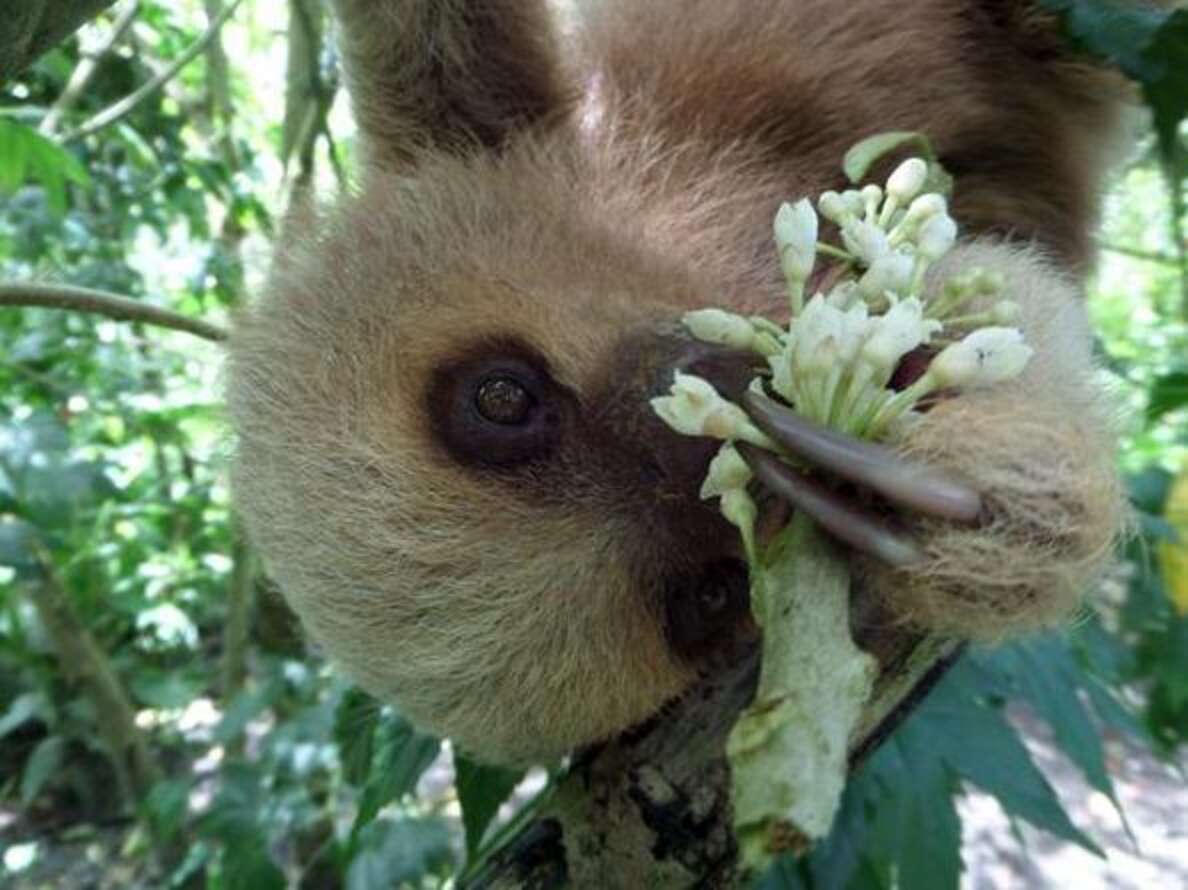 Baby Rescue Sloth Loves Being In The Wild Once Again - The Dodo