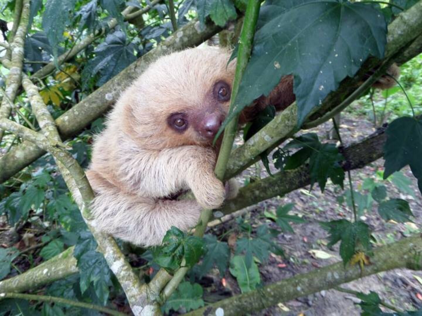 Baby Rescue Sloth Loves Being In The Wild Once Again - The Dodo