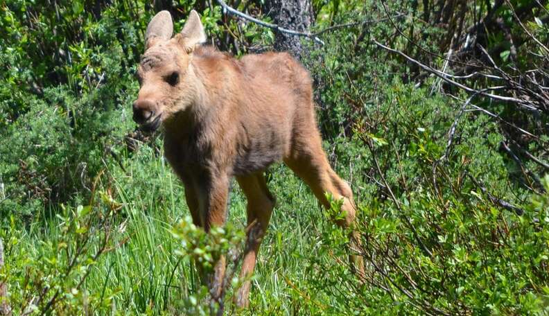 Baby Moose Loses Her Mom, So Officials Blow Her Up - The Dodo