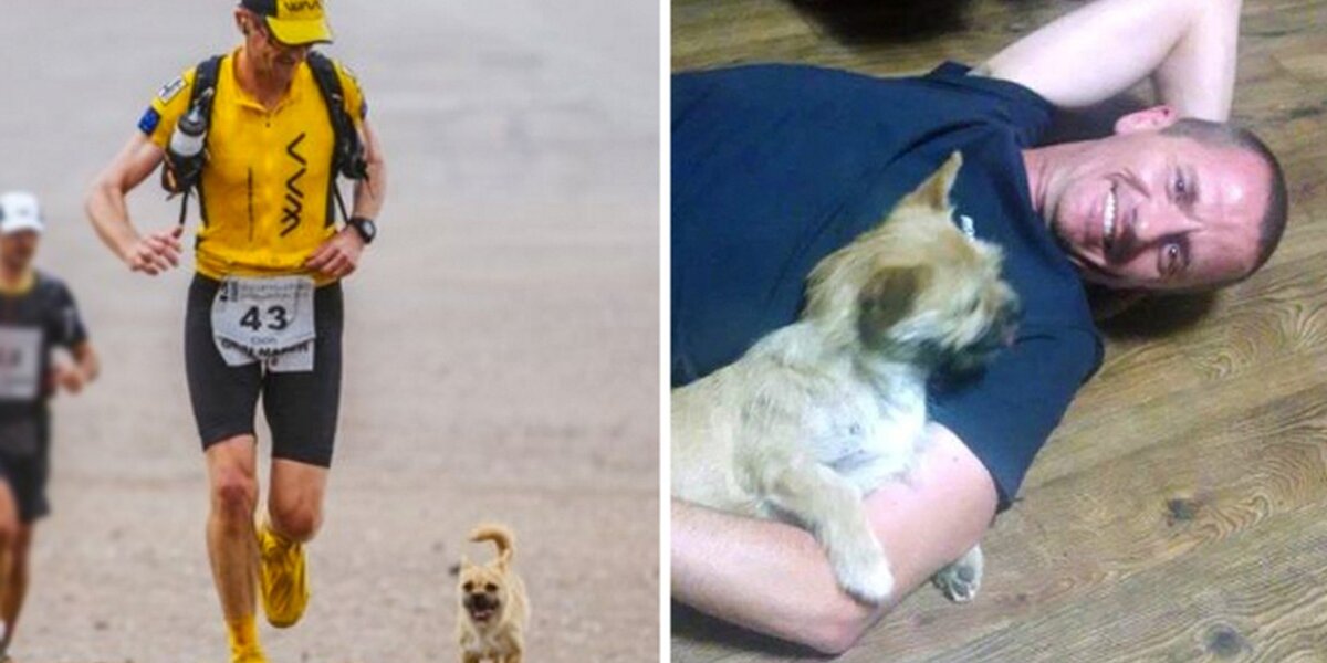 Runner Reunites With Stray Dog Who Joined Him On 155-Mile Race - The Dodo