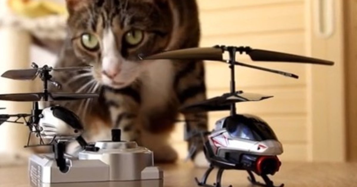 Cats Try To Crash Tiny RemoteControlled Helicopter The Dodo