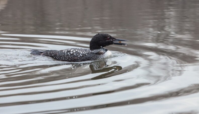In Pictures: How A Loon Went From A Parking Lot To Freedom - The Dodo