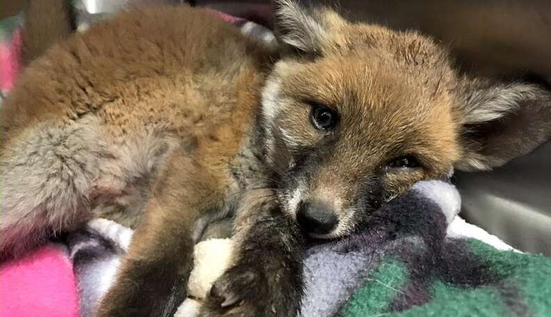 Baby Fox Who Was Supposed To Die Finds Man Who Believes In Her - The Dodo