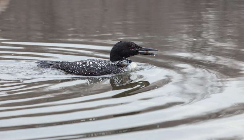 Loon Phoenix In Pictures: How A Loon Went From A Parking Lot To Freedom - The Dodo