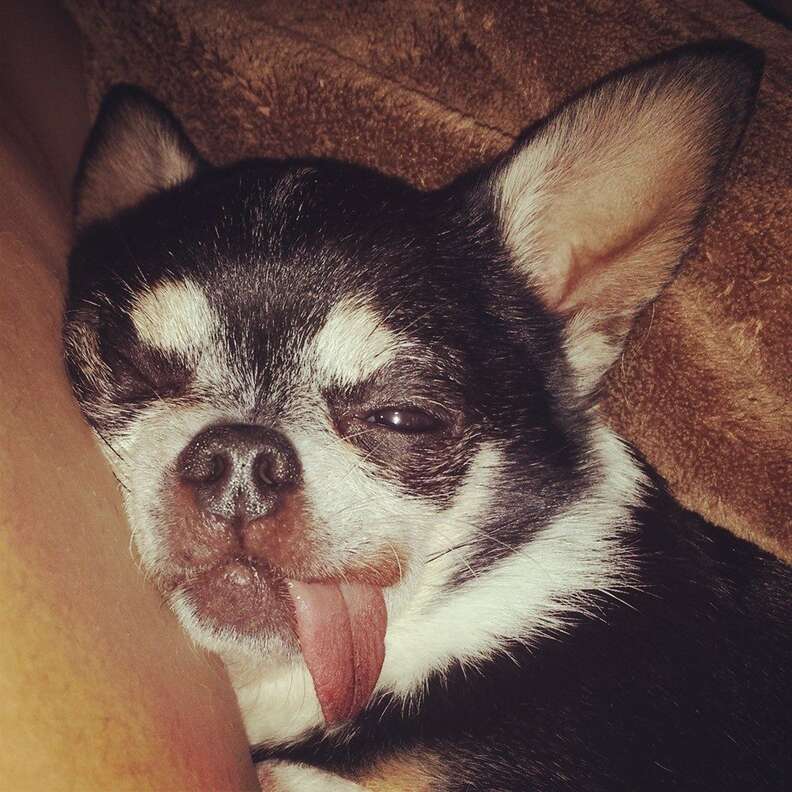 Chihuahua tongue best sale sticking out