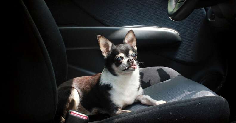 chihuahua riding in car